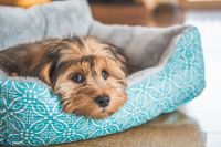 Conforto animal: camas e casinhas para seu pet